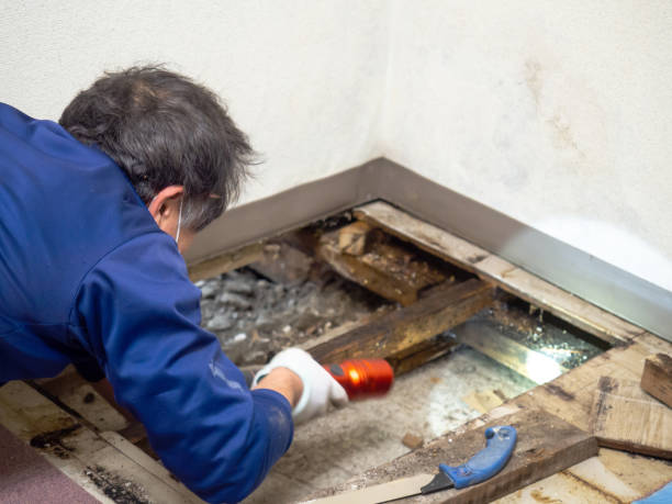 Best Mold Damage Repair  in Bradfordville, FL