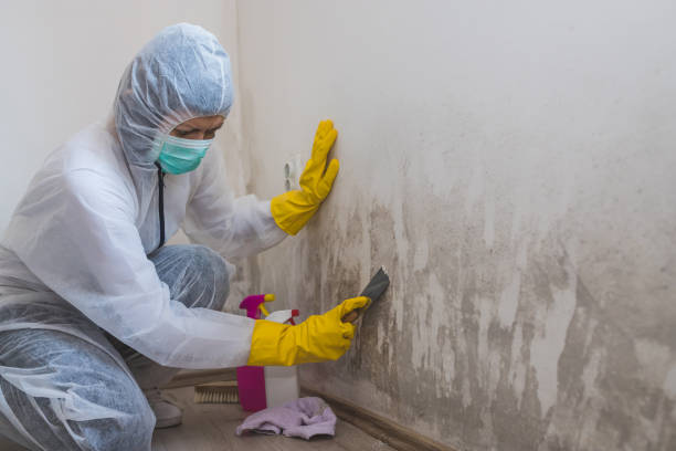 Best Toxic Mold Removal  in Bradfordville, FL