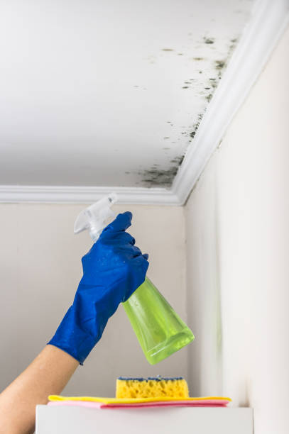 Best Crawl Space Mold Removal  in Bradfordville, FL